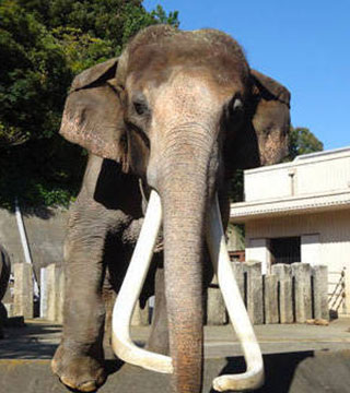 金沢動物園のゾウ