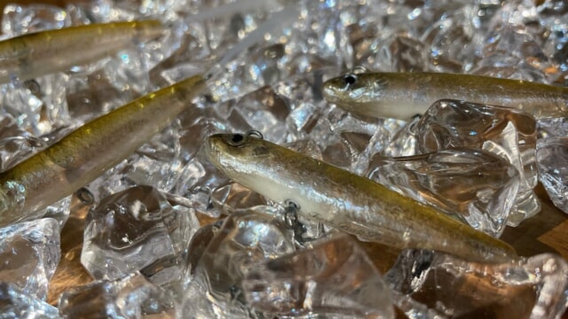 フレッシュベイト　ルアー　魚皮 タックルファン元八＠Y店長ブログ:3/31 話題沸騰中！フレッシュベイト